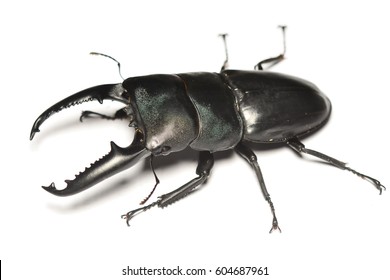 263 Dorcus titanus Images, Stock Photos & Vectors | Shutterstock