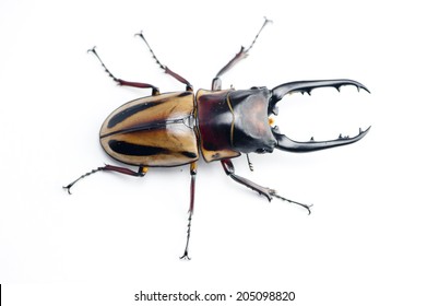 Stag-beetle (Prosopocoilus fabricei takakuwai )