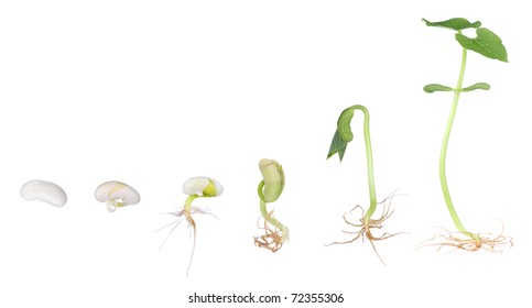 Stages Of A Bean Plant Growing From A Seed To A Seedling Isolated On White