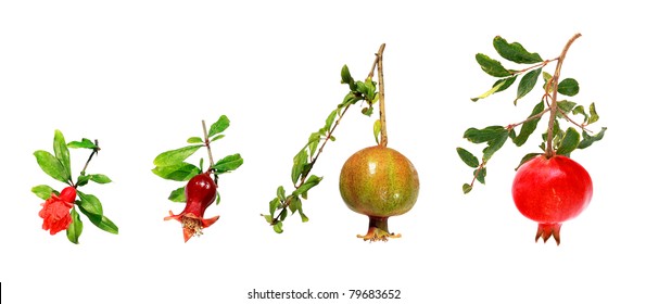 Fruit Development Images Stock Photos Vectors Shutterstock