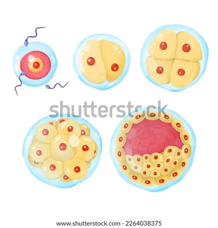 The Stages of Embryo Development.