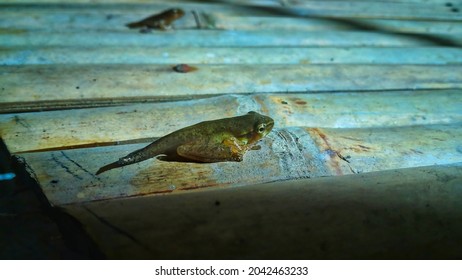 
Stages Of Evolution From Tadpoles To Frogs