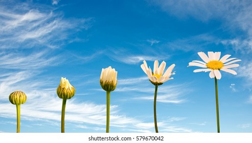 Stages of growth and flowering of a daisy, blue sky background, life concept