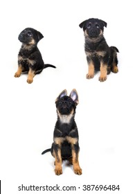 Stages Growth German Shepherd Puppy Ages Stock Photo Edit Now 387696484