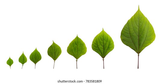 Stages Growth Leaf Stock Photo 783581809 | Shutterstock