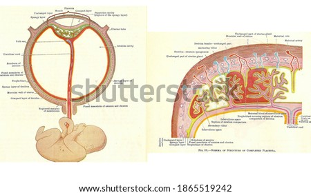 Stages in human fetal development  from an early 20th century anatomy textbook, out of copyright