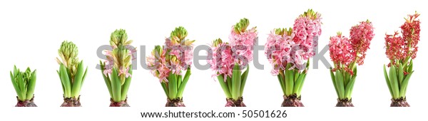 Stages Hyacinth Growing Blooming Fading On Stock Photo (Edit Now) 50501626