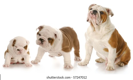 stages of puppy growth - english bulldog puppy stages