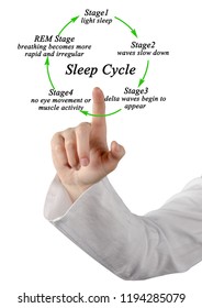 Stages Of Sleep Cycle