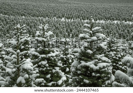 A Staggered View of Rows of Douglas Fir Tees at a Christmas Tree Farm, Covered in a Blanket of Snow, a Winter Wonderland, Trees Shown is Soft-Focus in Background, Daytime - Willamette Valley, Oregon
