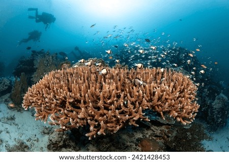 Staghorn coral on tropical hard coral reef with school of fish near Similan Island in Andaman Sea. Marine life of underwater ecosystem. Scuba diving tourism in Thailand