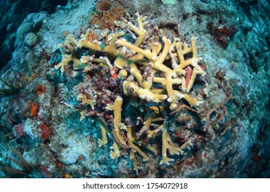 Staghorn Coral Suffering From Disease And Poor Water Quality Sint Maarten