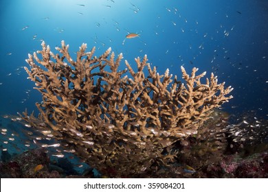 The Staghorn Corals.