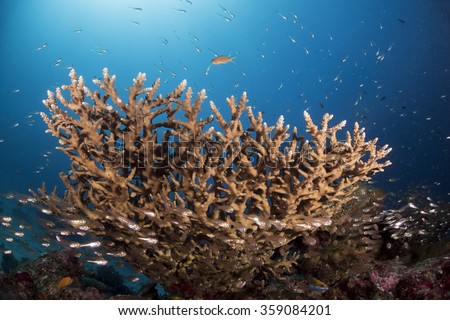 staghorn corals stock photo edit now 359084201 shutterstock