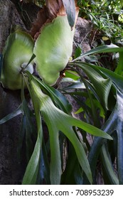 Staghorn Fern