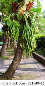 Staghorn Fern Growing Fertilely In Tree Trunk