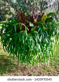 Staghorn Fern Large Tropical Plant Stock Photo 1433970545 | Shutterstock