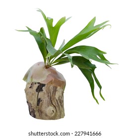 Staghorn Fern On Stump Isolated On White Background