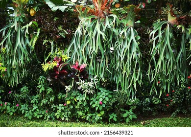 Staghorn Fern Plants Growing Fertilely In The Garden