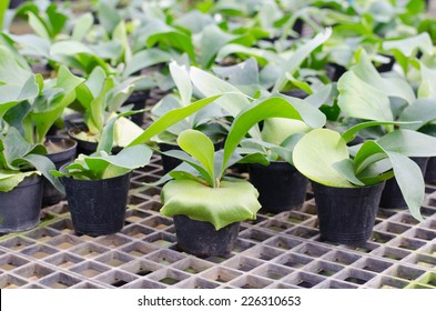 Staghorn Fern Seedling In Pot