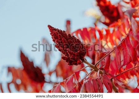 Staghorn sumac, Vinegar tree, short-haired sumac , large Virginia sumac ( lat. Rhus typhina ) in autumn time