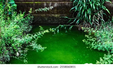 A stagnant green pond surrounded by lush vegetation. - Powered by Shutterstock