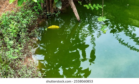 A stagnant green pond surrounded by lush vegetation. - Powered by Shutterstock