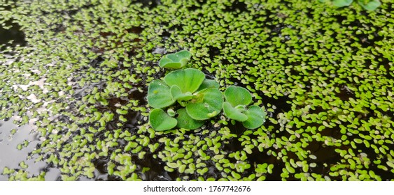 Stagnant Water With Abnormal Growth Of Hazardous Plants Algae And Phytoplankton And Many Aquatic Plants