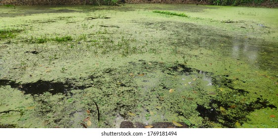 Stagnant Water With Abnormal Growth Of Hazardous Plant With Algae And Phytoplankton