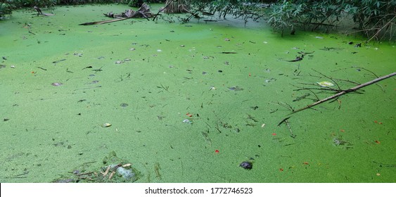 Stagnant Water With Abnormal Growth Of Hazardous Plants Algae And Phytoplankton And Water Pollution