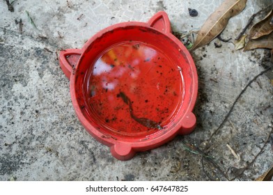 Stagnant Water In A Red Plastic Pet Food Container. Potential Breeding Ground For Mosquito