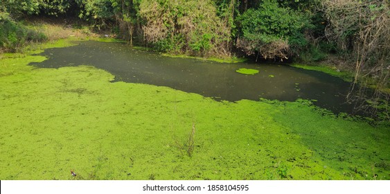 Stagnant Water In A Rural Freshwater Pond With Abnormal Growth Of Hazardous Aquatic  Plants Algae And Phytoplankton