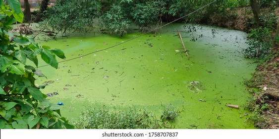 Stagnant water in rural pond with abnormal growth of hazardous plants algae and phytoplankton