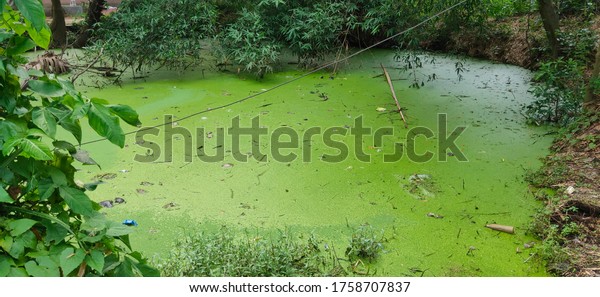 Stagnant water in rural pond with\
abnormal growth of hazardous plants algae and\
phytoplankton