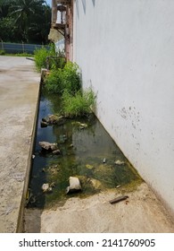 Stagnant water with weeds and stone. Green slimy mould growing in the pool of water. Mosquito breeding place. 