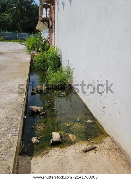 Stagnant water with\
weeds and stone. Green slimy mould growing in the pool of water.\
Mosquito breeding place.\

