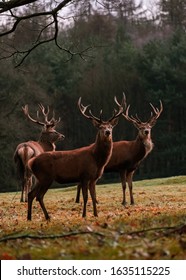 Stags Of Chatsworth Grounds, Peak District, UK