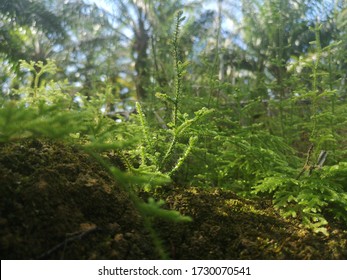 Stag's Horn Clubmoss In Sarawak