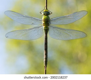 The Stained Glass Of Dragonfly Wings