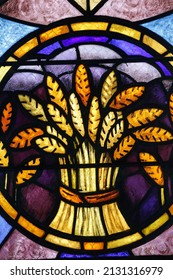 Stained Glass In La Madeleine Protestant Church, Geneva. Wheat. 12-30-2014