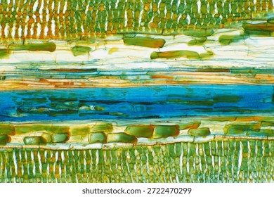 Stained light micrograph of a longitudinal section through a black pine (Pinus nigra) needle, showing internal needle anatomy at 100x magnification. Captured with an Olympus BH2 microscope