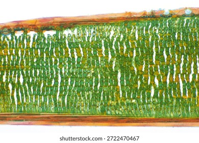 Stained light micrograph of a longitudinal section through a black pine (Pinus nigra) needle, showing internal needle anatomy at 100x magnification. Captured with an Olympus BH2 microscope