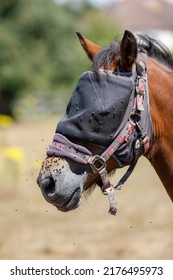 Staines-upon-Thames, UK  July 9th 2022  A Bay Horse Wearing A Fly Mask Has Flies Swarm Around Its Muzzle And Nose. Side Profile. Close Up. 