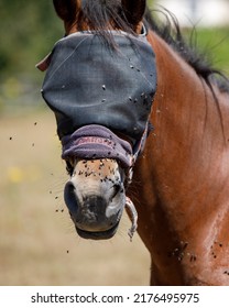 Staines-upon-Thames, UK  July 9th 2022  A Bay Horse Wearing A Fly Mask Has Flies Swarm Around Its Muzzle And Nose. Front Profile Close Up