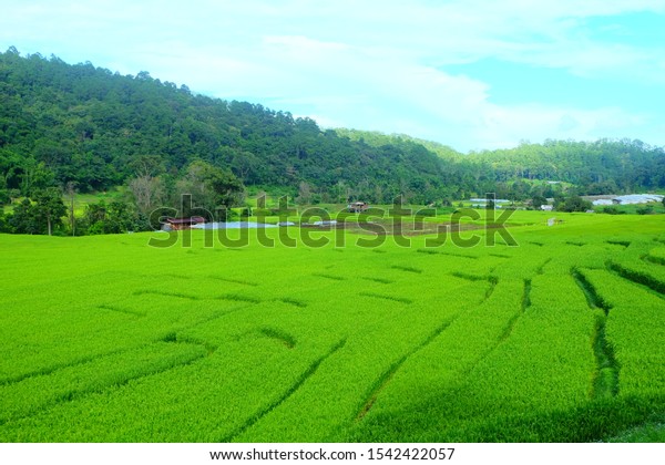 Stair Rice Field Rice Terrace Beautiful Stock Photo 1542422057 ...