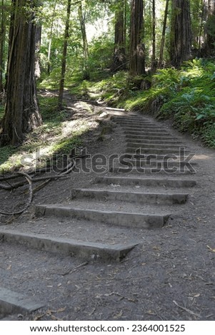 A staircase near the footpath leads to a hiking trail higher in the Redwood Forest