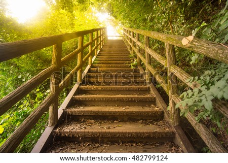 staircase pathway in the beautiful forest