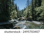 Staircase Rapids Trail with Skokomish River in Olympic National Park