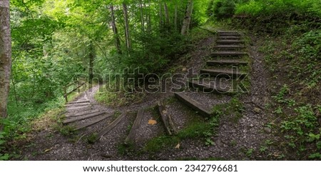 Staircase, steps in the forest, footpath between trees down into the valley. trees and bushes stands on overgrown rocks in fairytale land. recreational walk to beautiful magical  illuminated places