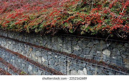 a staircase-like gabion wall is a supporting structure. a rockery bush is growing over it. in autumn it is covered with red fruits. covering plant, overhanging, berry, stone, road side, sidewalk - Shutterstock ID 2252162689